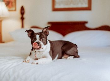 A black and white dog is lying on a neatly made bed in a cozy room with a lamp and framed pictures.