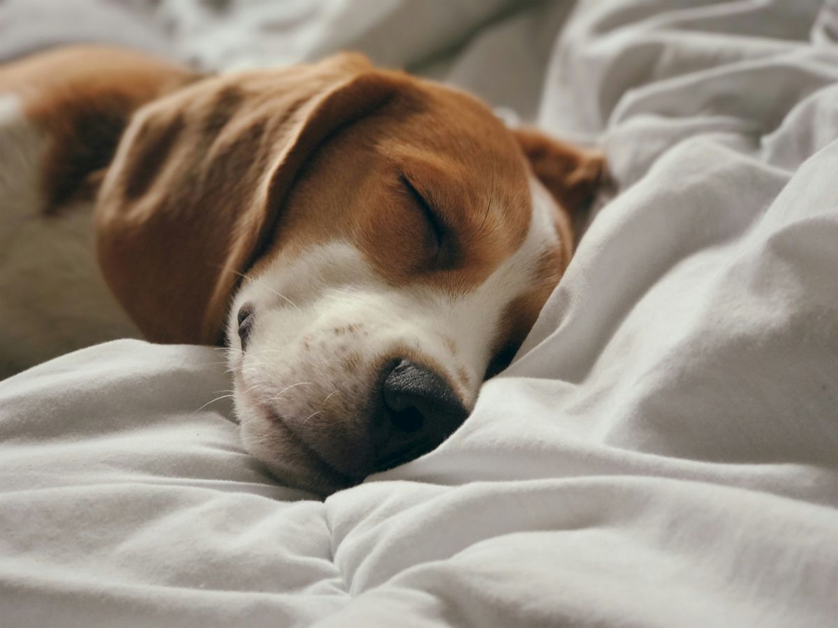 A sleeping dog lies peacefully on a soft, white bed, showcasing a serene and comfortable atmosphere.