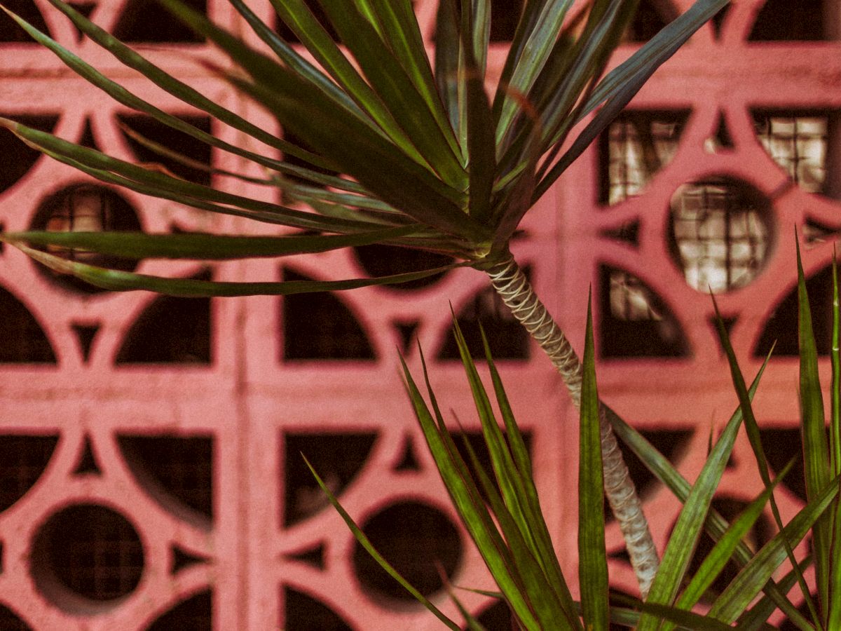 A tall, leafy plant with long, narrow leaves stands against a pink decorative wall with circular cut-out patterns.